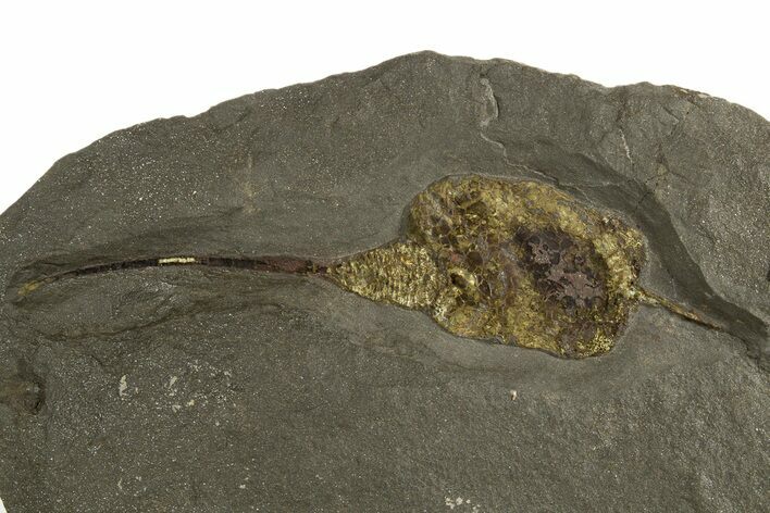 Huge Carpoid Fossil - Ktaoua Formation, Morocco #321064